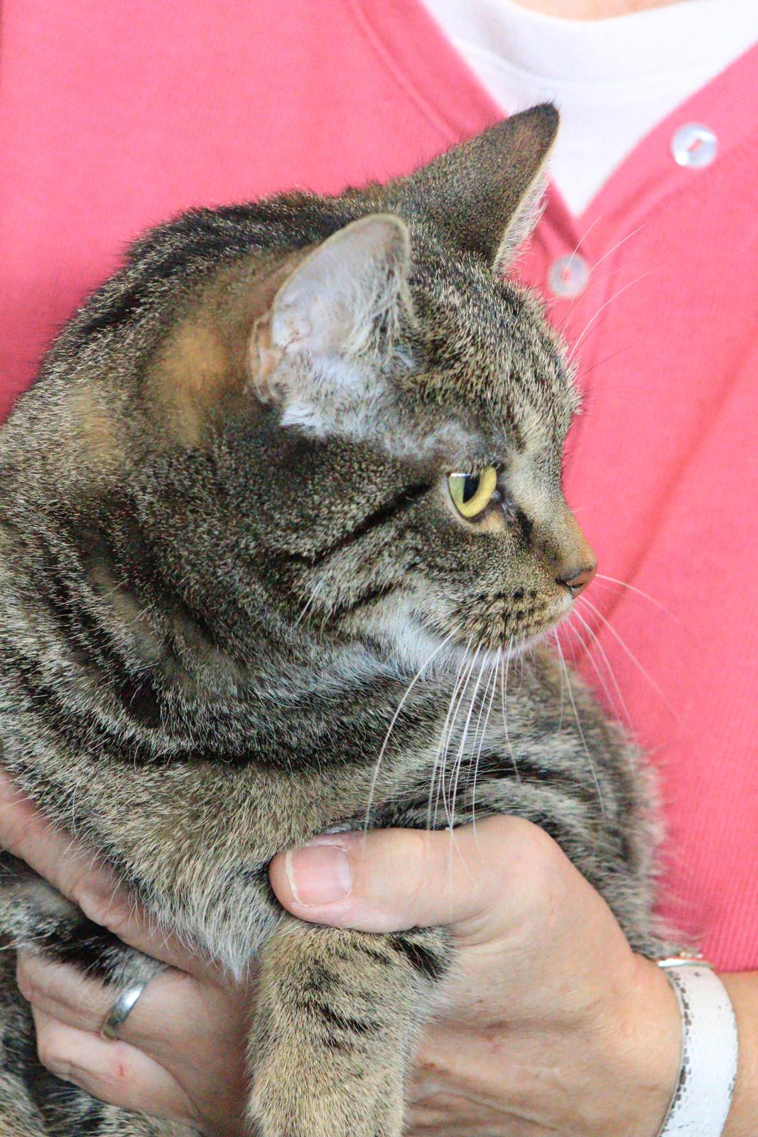 Europé U-Charmtroll v.Tabbygaard*CH billede 2