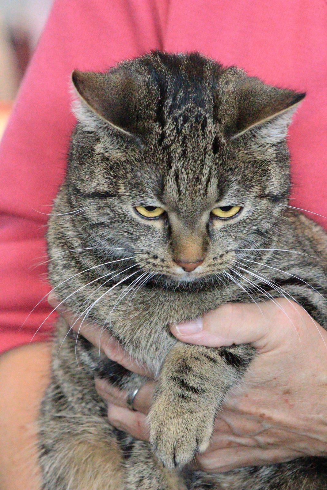 Europé U-Charmtroll v.Tabbygaard*CH billede 3