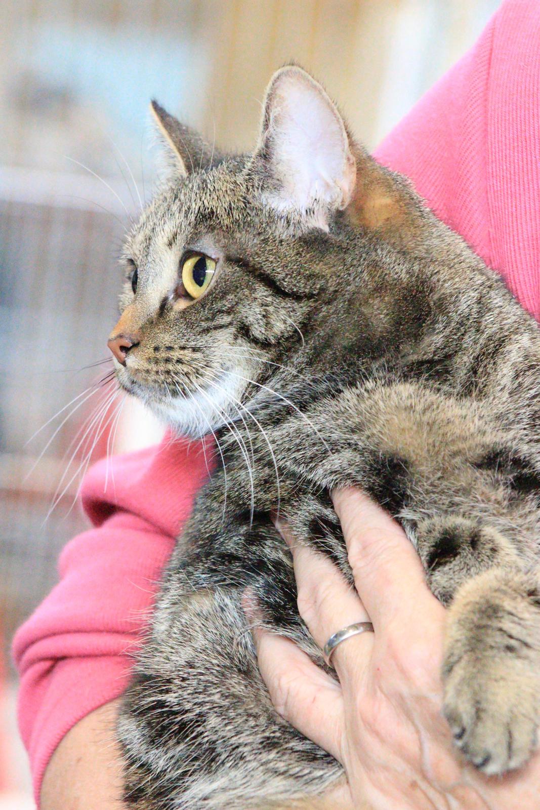 Europé U-Charmtroll v.Tabbygaard*CH billede 4