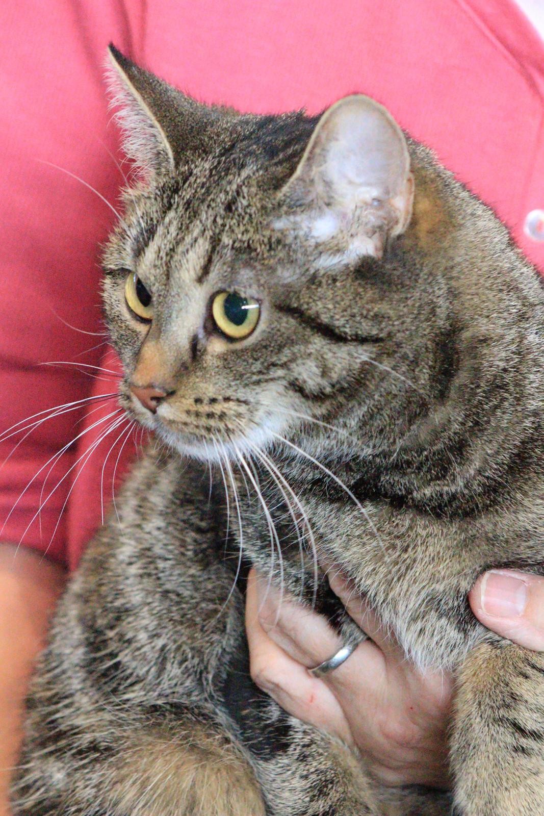 Europé U-Charmtroll v.Tabbygaard*CH billede 5