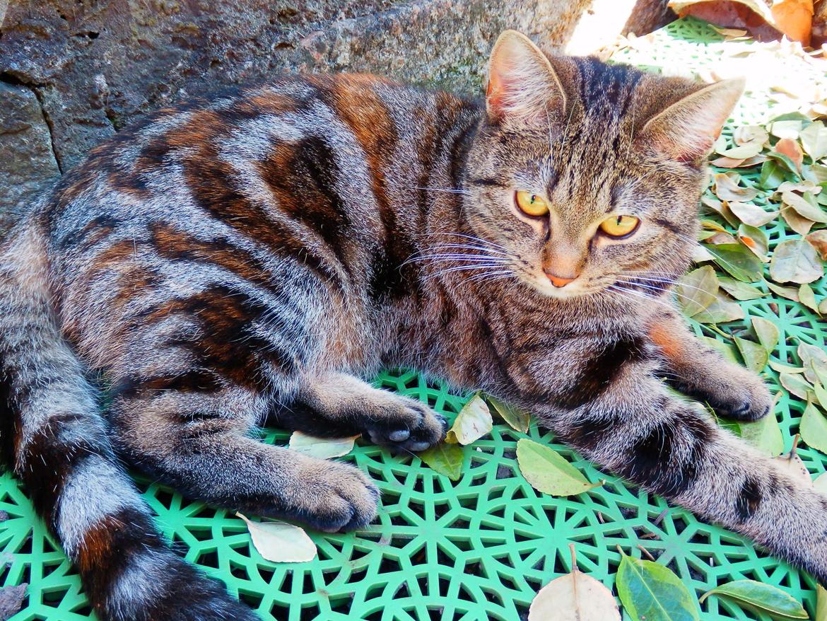 Europé U-Charmtroll v.Tabbygaard*CH billede 6