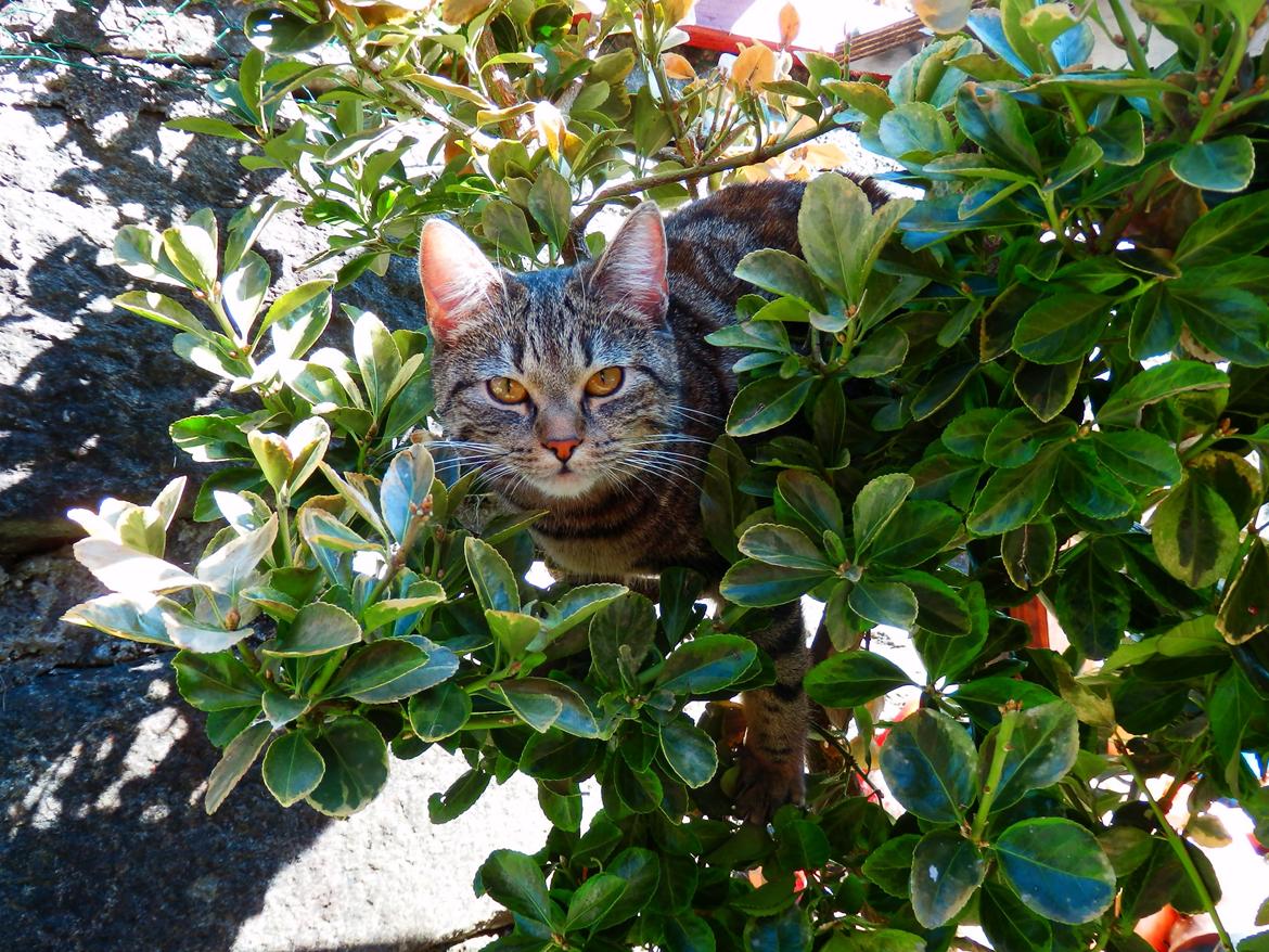 Europé U-Charmtroll v.Tabbygaard*CH billede 7