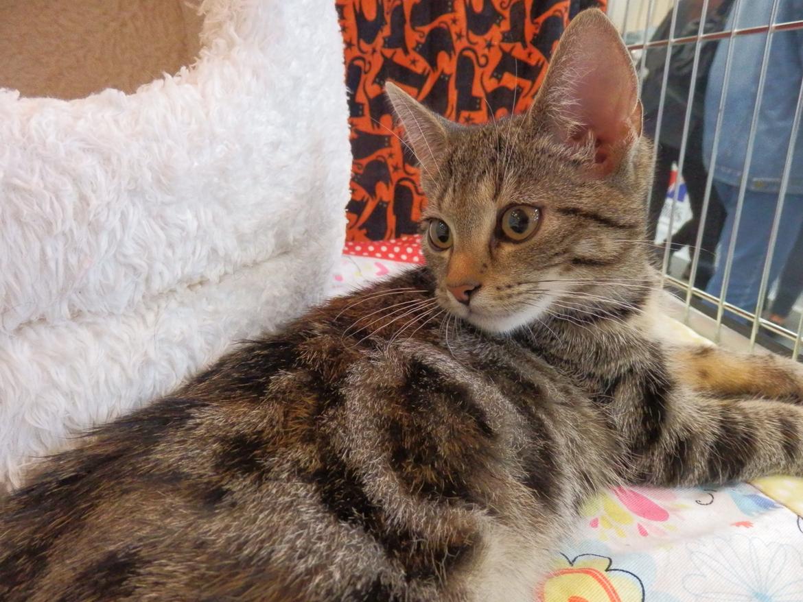 Europé U-Charmtroll v.Tabbygaard*CH billede 10