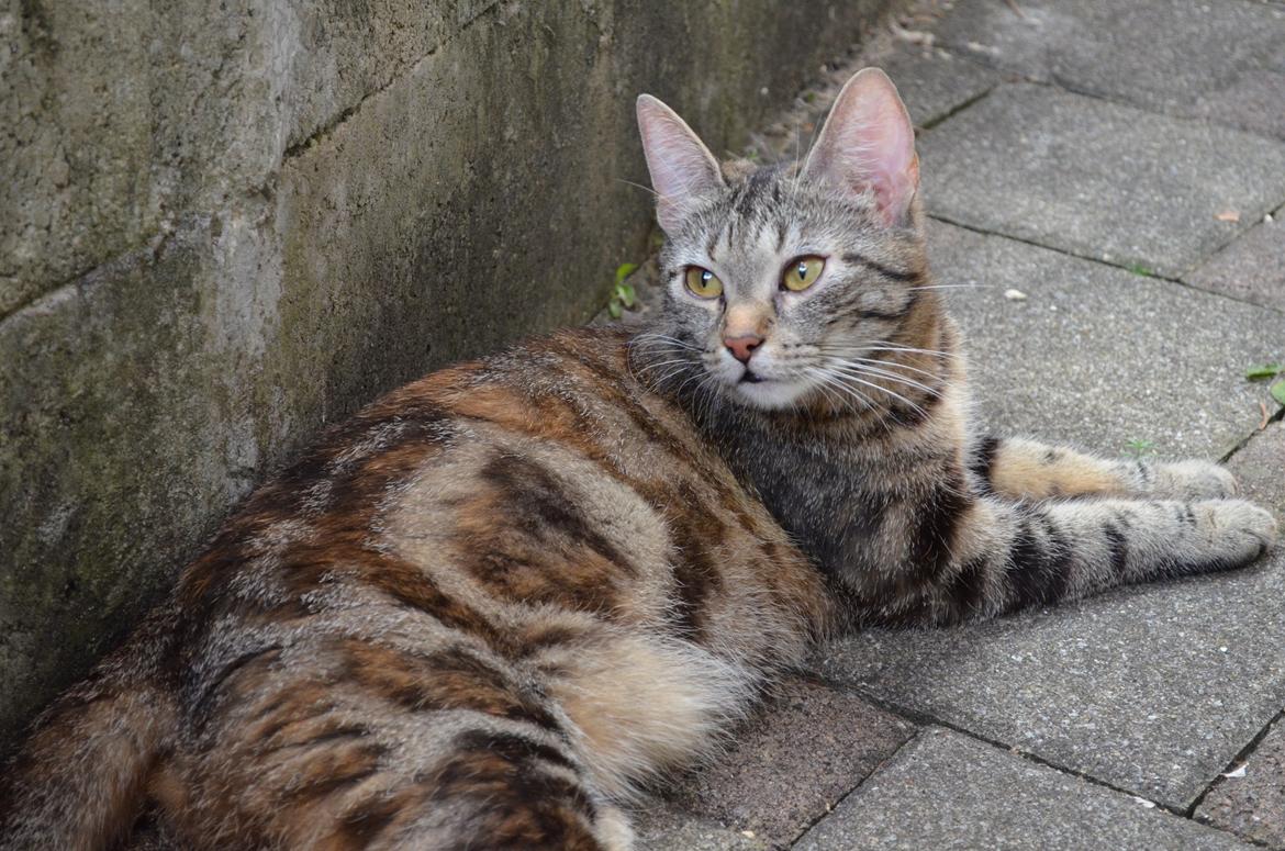 Europé U-Charmtroll v.Tabbygaard*CH billede 9