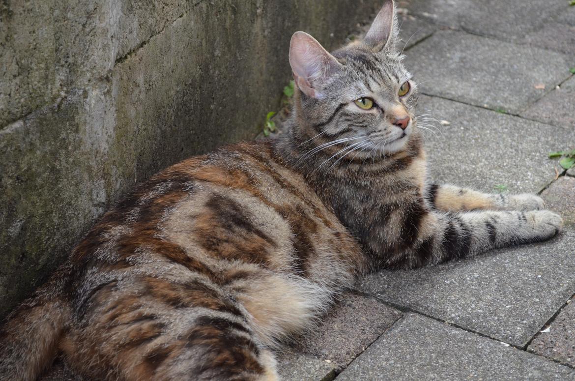 Europé U-Charmtroll v.Tabbygaard*CH billede 8