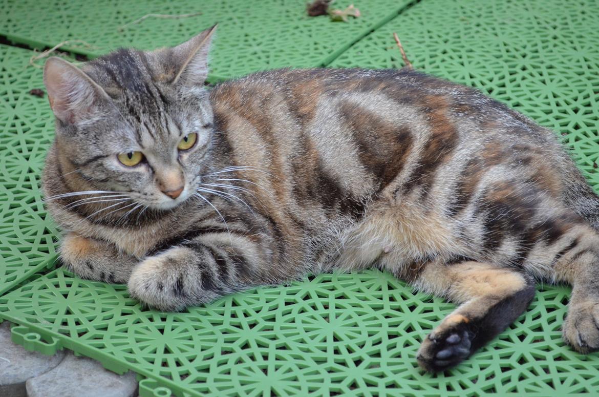 Europé U-Charmtroll v.Tabbygaard*CH billede 11