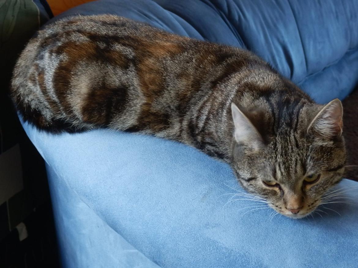 Europé U-Charmtroll v.Tabbygaard*CH billede 12