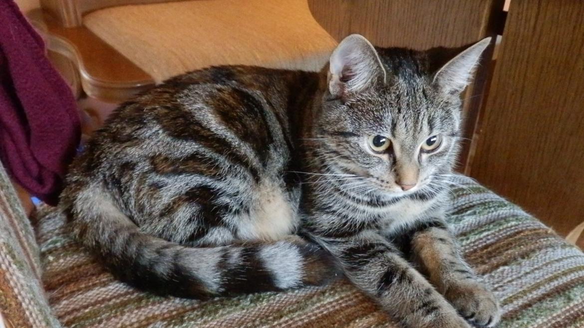 Europé U-Charmtroll v.Tabbygaard*CH billede 13