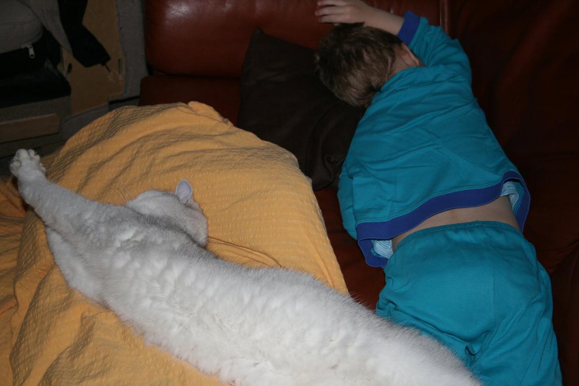 Exotic Odin ( Odin von Gøtrz ) billede 7