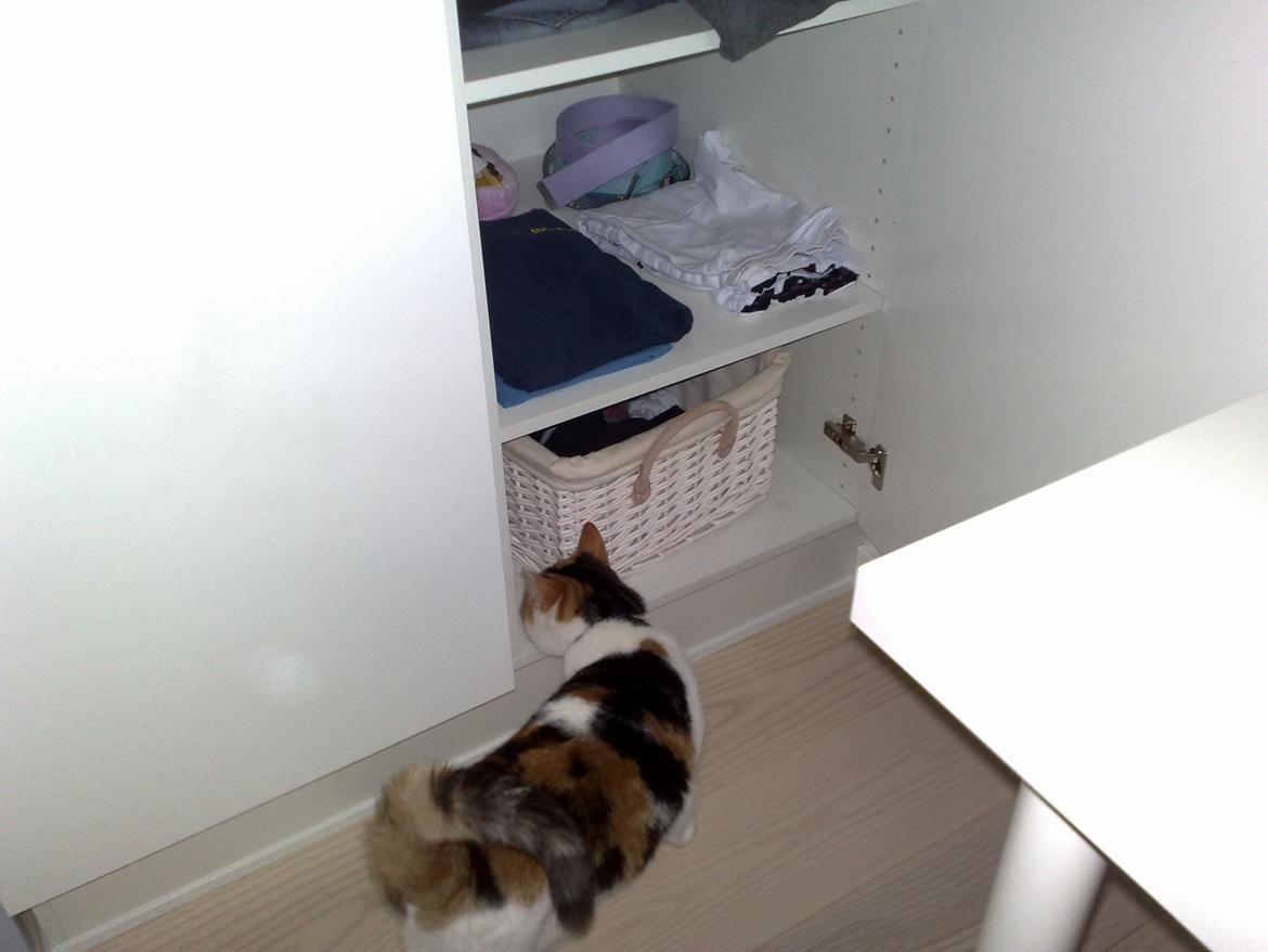 Huskat Frida - så vil jeg ind i skabet billede 1