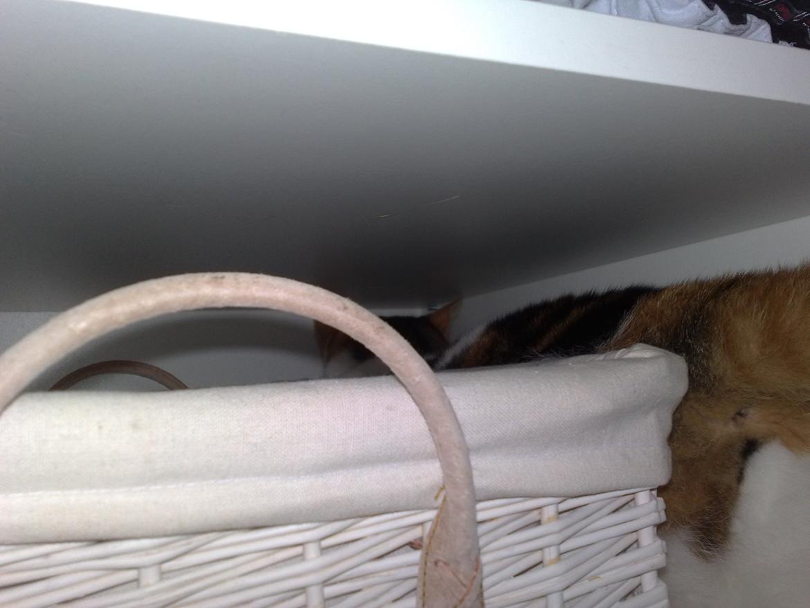 Huskat Frida - kan næsten ikke være i skabet billede 2