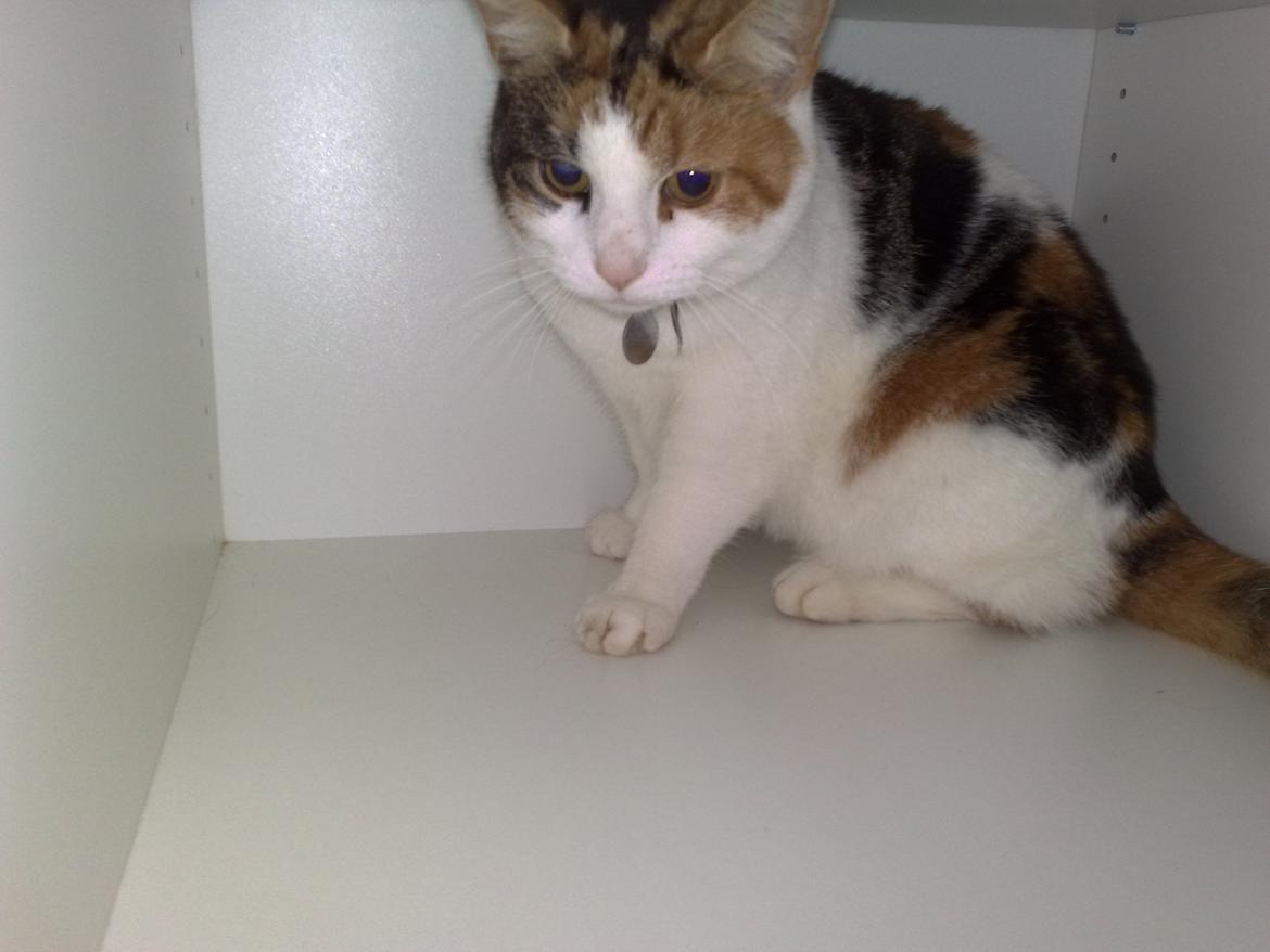 Huskat Frida - så blev det plas i det her skab billede 3