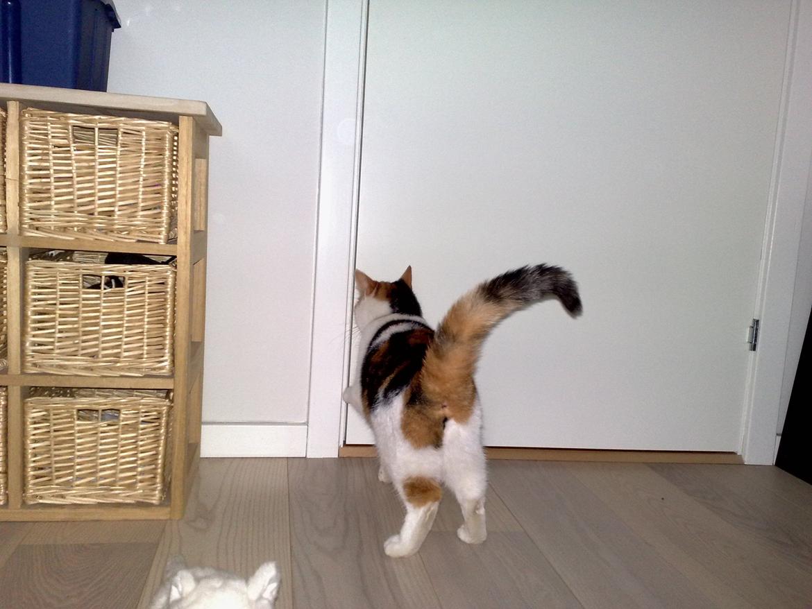 Huskat Frida - krasser på døren når jeg vil ud billede 4