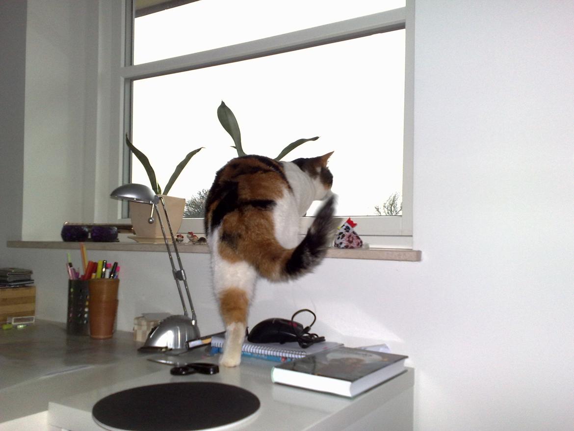 Huskat Frida - kan godt lide at sidde i vinduet og kikke ud billede 5