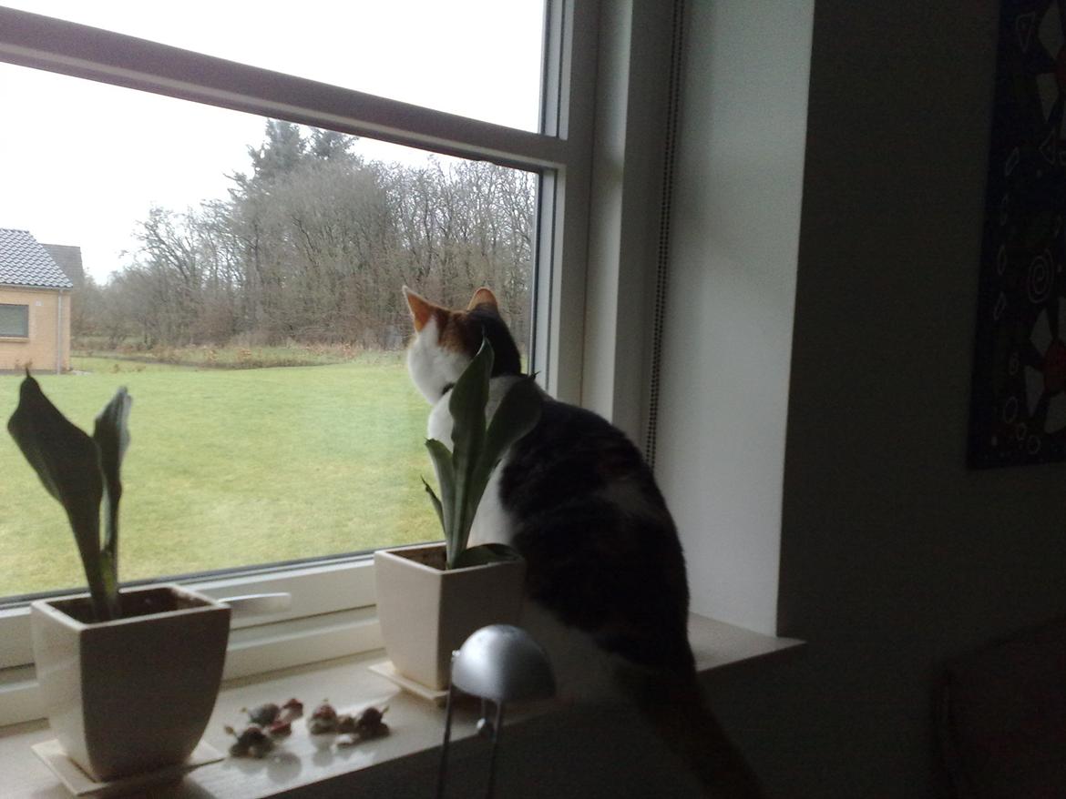 Huskat Frida - så kom jeg op billede 6