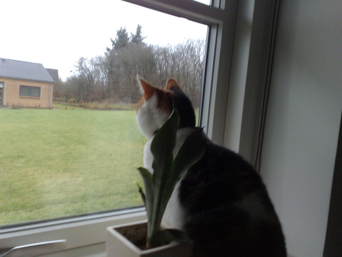 Huskat Frida billede 7