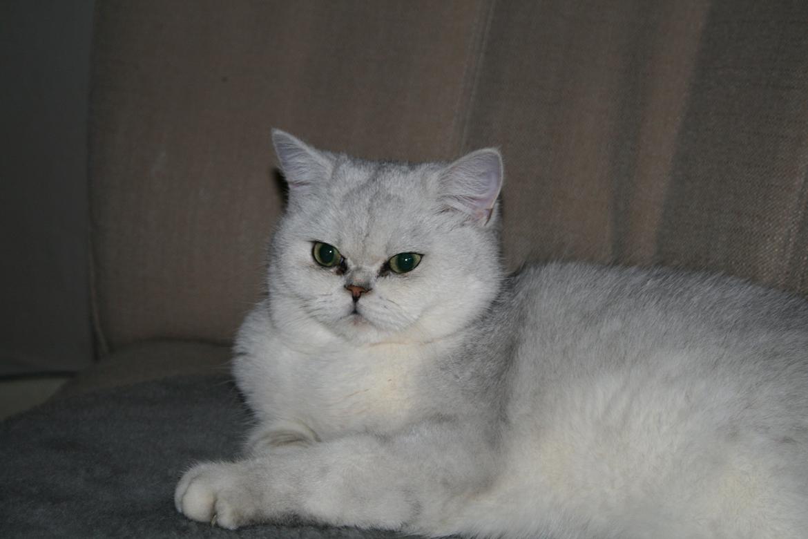 Exotic Odin ( Odin von Gøtrz ) billede 9