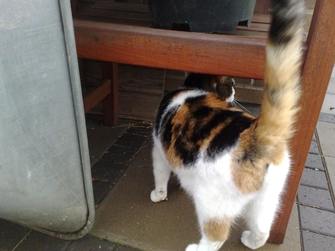 Huskat Frida - elsker at være ude billede 8