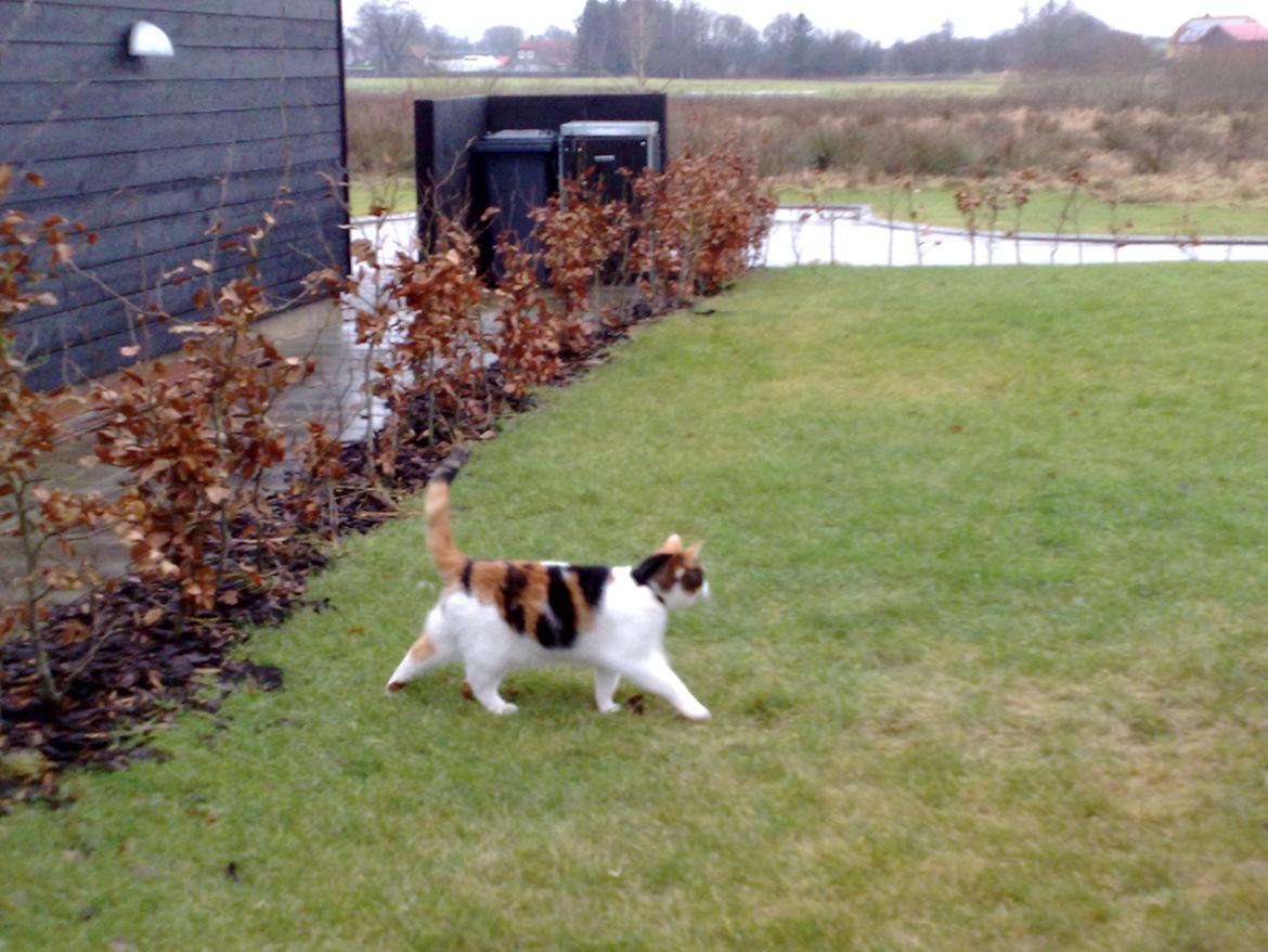 Huskat Frida - så skal der fanges mus billede 9