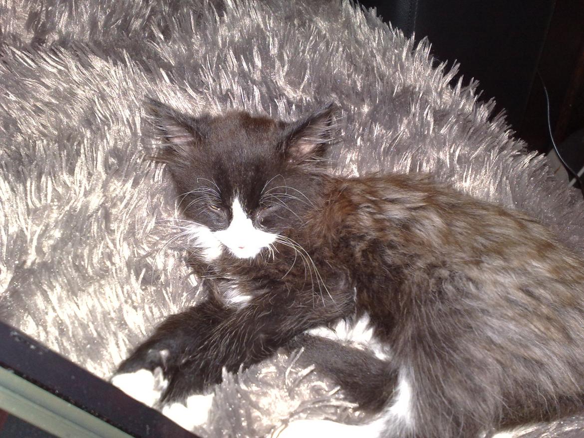 Blanding af racer Aske billede 6