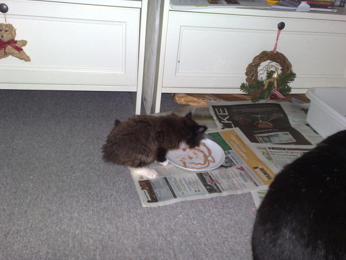 Blanding af racer Aske - lille aske billede 7