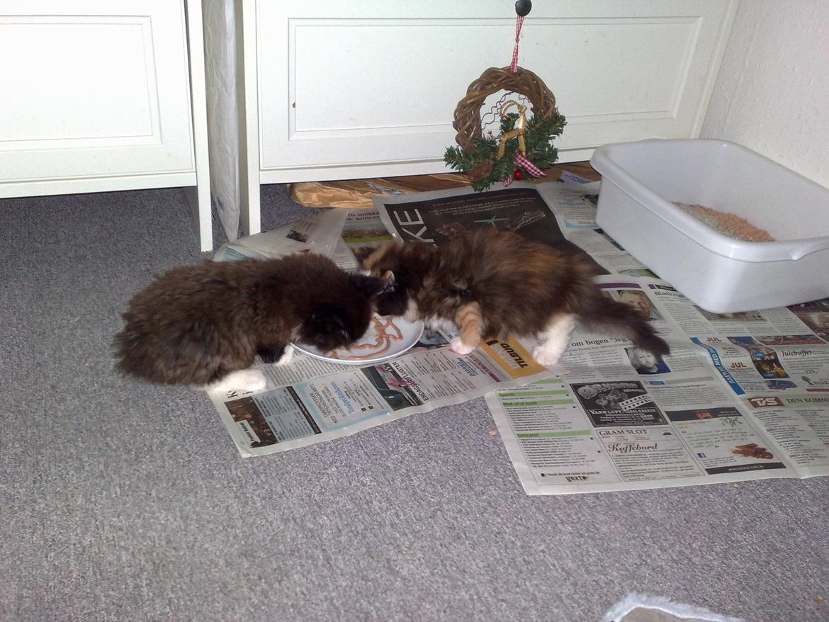 Blanding af racer Aske - aske og søster saga billede 8