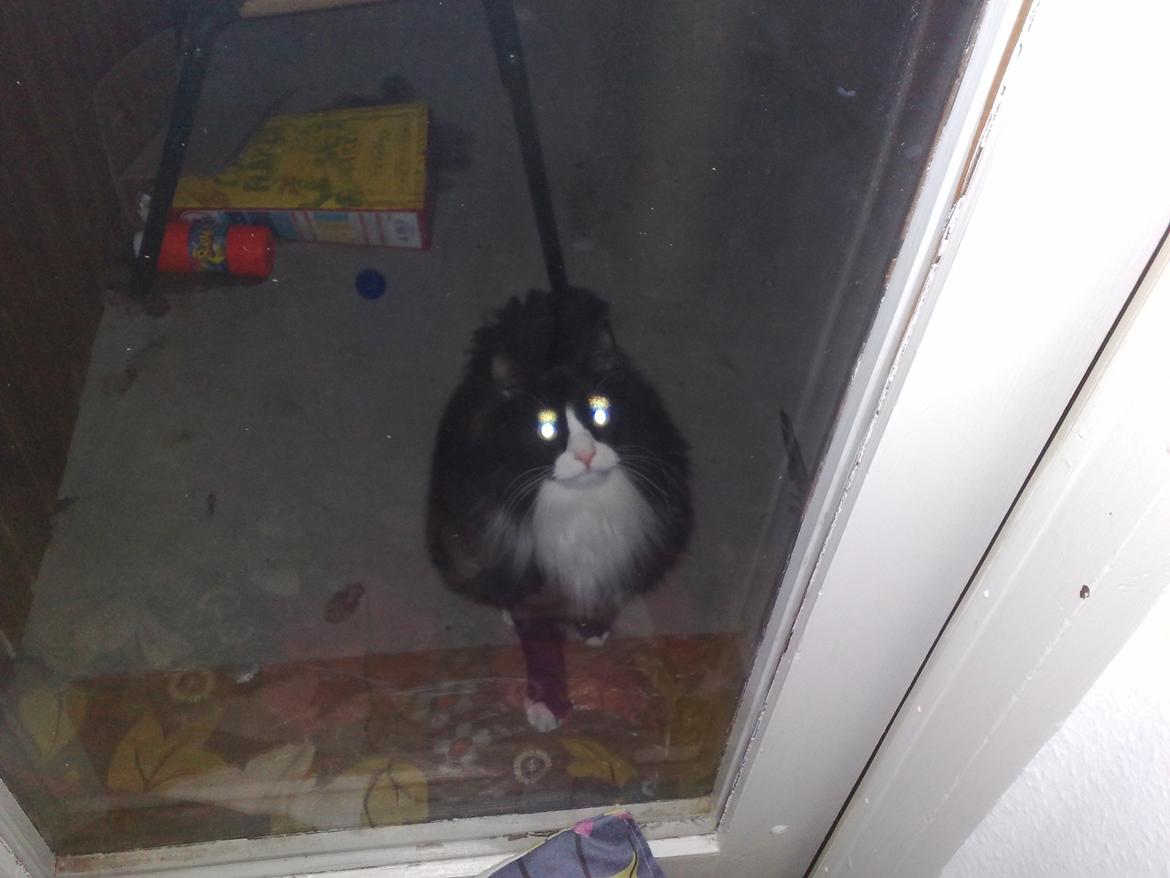 Blanding af racer Aske - jeg vil ind billede 9