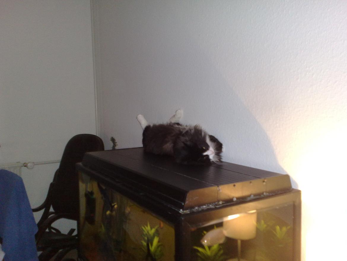 Blanding af racer Aske - ser jeg død ud billede 10