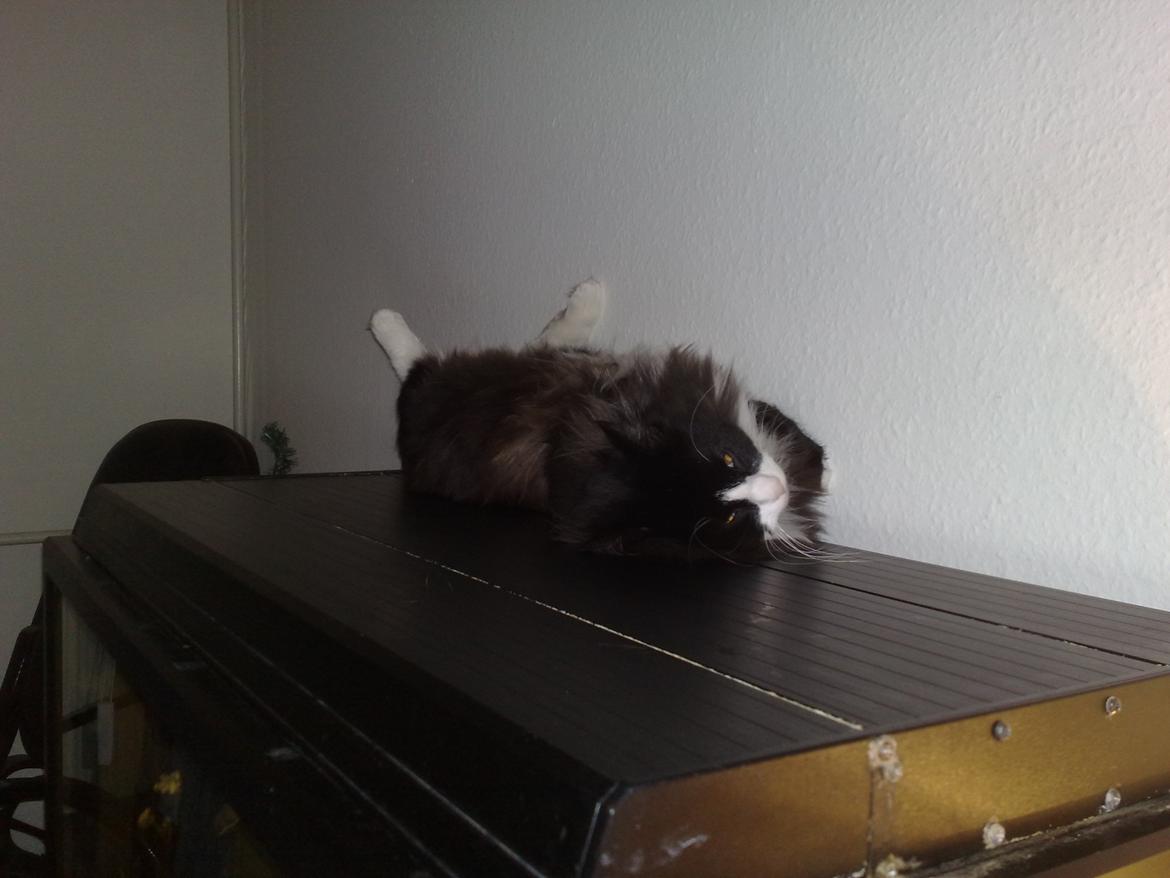 Blanding af racer Aske - sover på maden, mmmmhhhhhhh billede 11