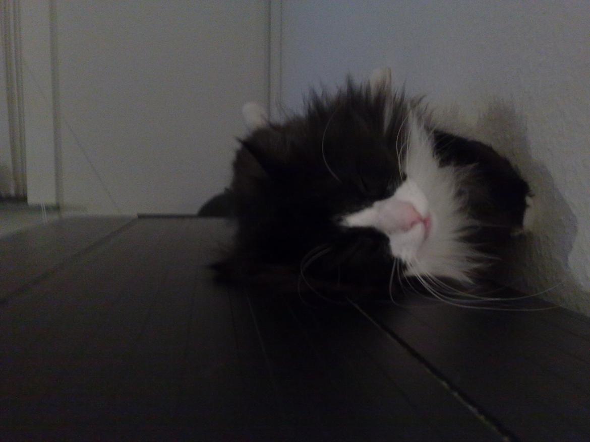 Blanding af racer Aske billede 12