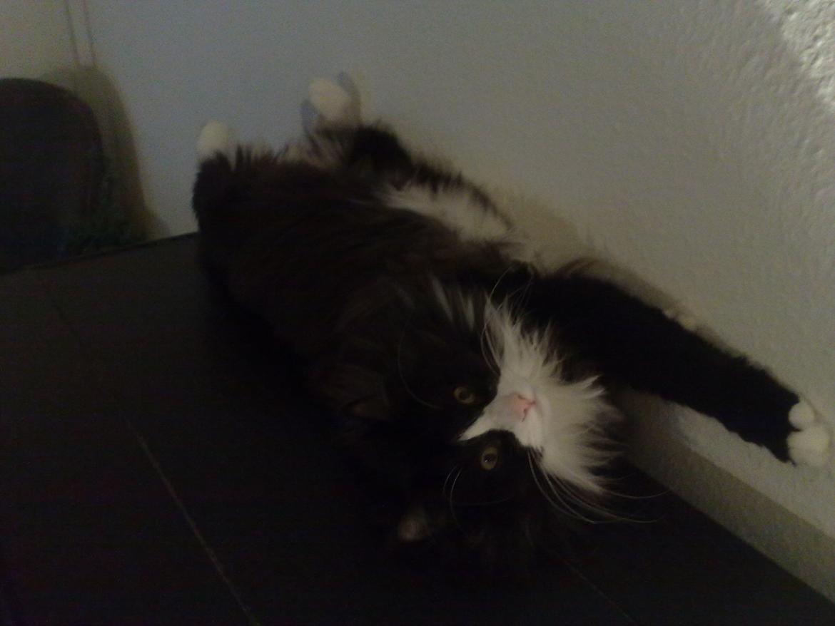 Blanding af racer Aske billede 13