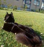 Blanding af racer Aske - så det ud billede 14