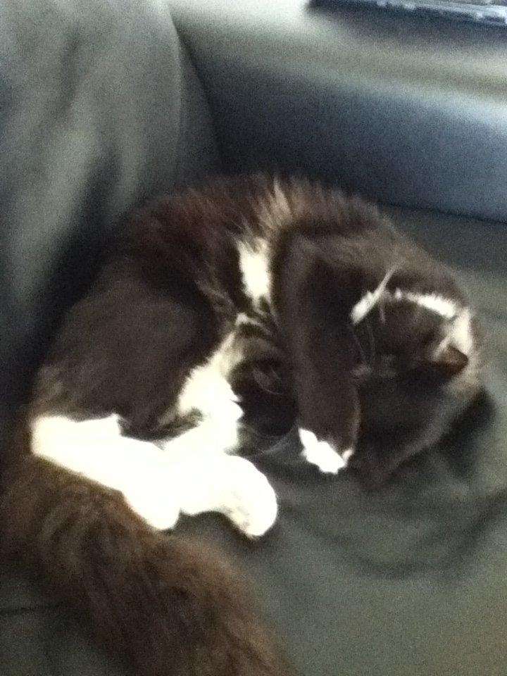 Blanding af racer Aske - lad mig sove billede 15