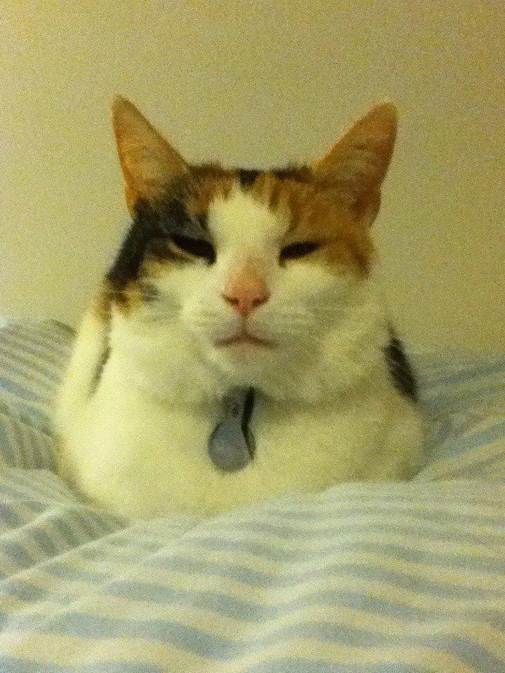 Huskat Frida - her ligger dronningen. sov altså lige billede 10