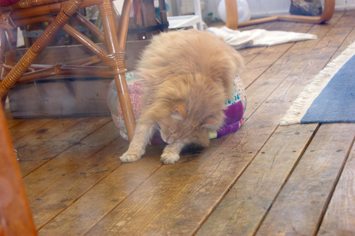 Maine Coon Felix billede 13