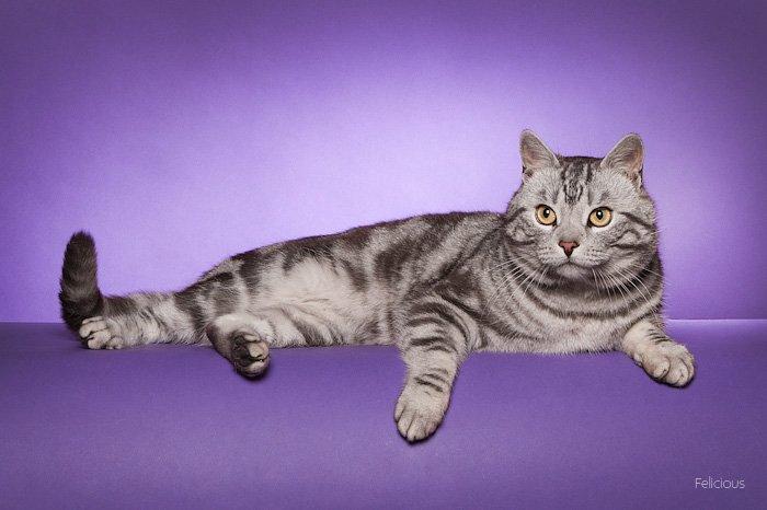 Europé GIC Mumindalens Ikaros billede 1