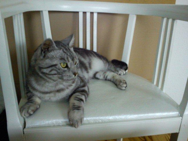 Europé GIC Mumindalens Ikaros billede 2