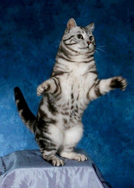 Europé GIC Mumindalens Ikaros billede 3