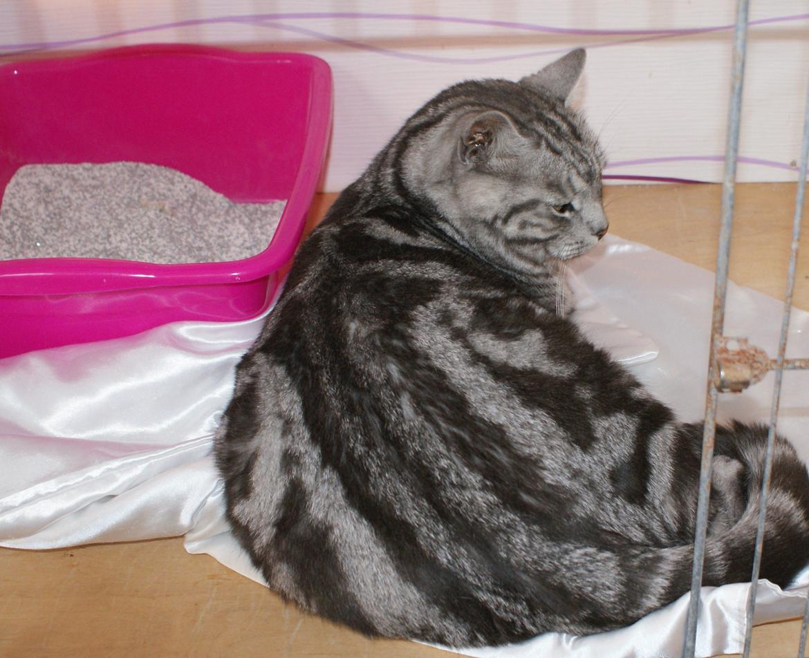 Europé GIC Mumindalens Ikaros billede 4