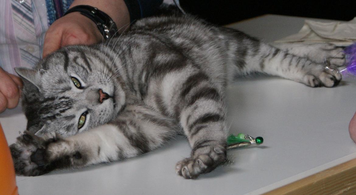 Europé GIC Mumindalens Ikaros billede 5