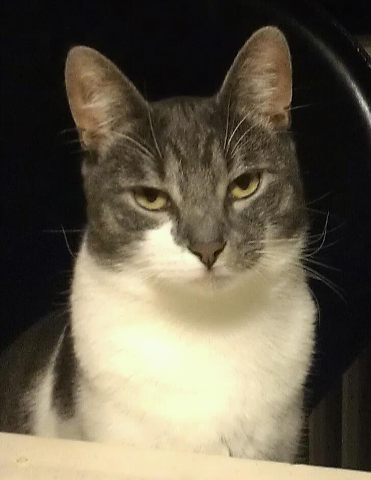 Huskat FISEN - Lækre mig, og ja det er du.. billede 1