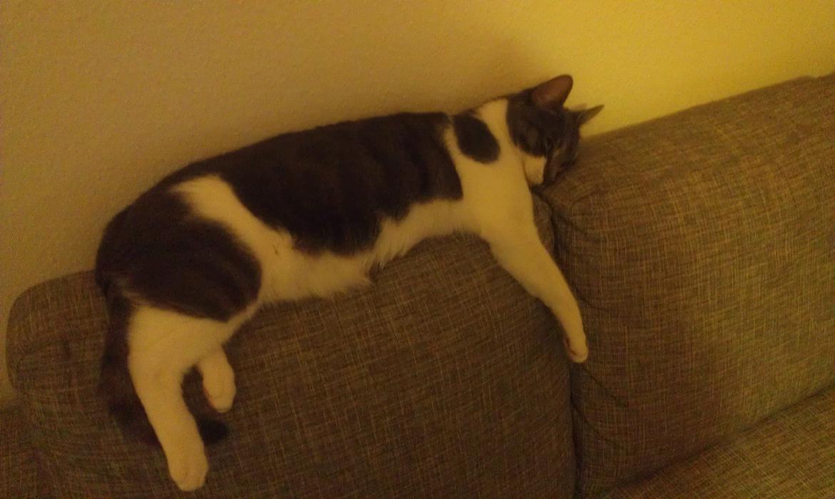 Huskat FISEN - Han er gået helt kold her.  billede 2