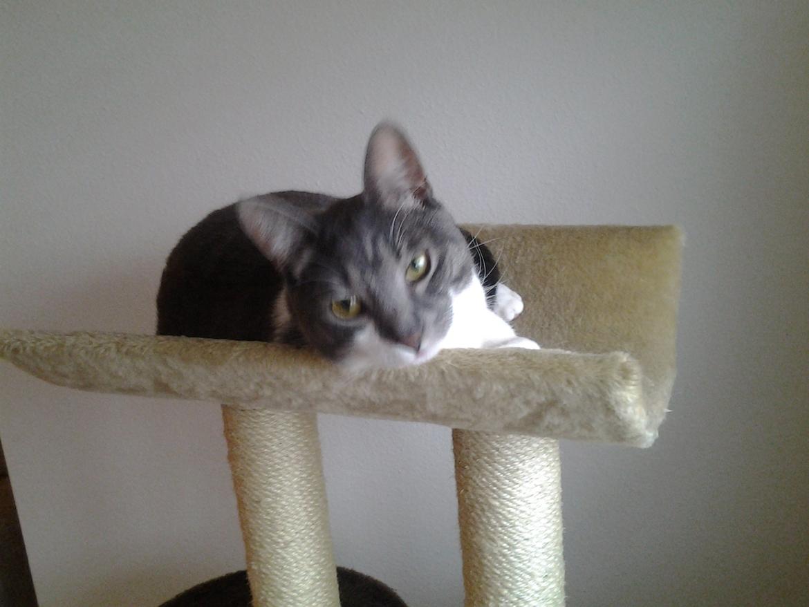 Huskat FISEN - Et 1,5 meter højt lege/kradse tårn. Han er nu efter noget tid blevet glad for at liggge og trone med udsigt over alt hvad der foregår, klar til lige at lege også. billede 3