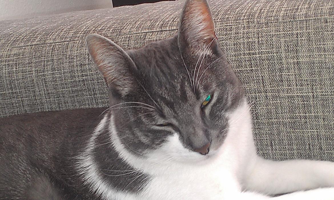 Huskat FISEN - sover og holder lidt øje..  billede 4