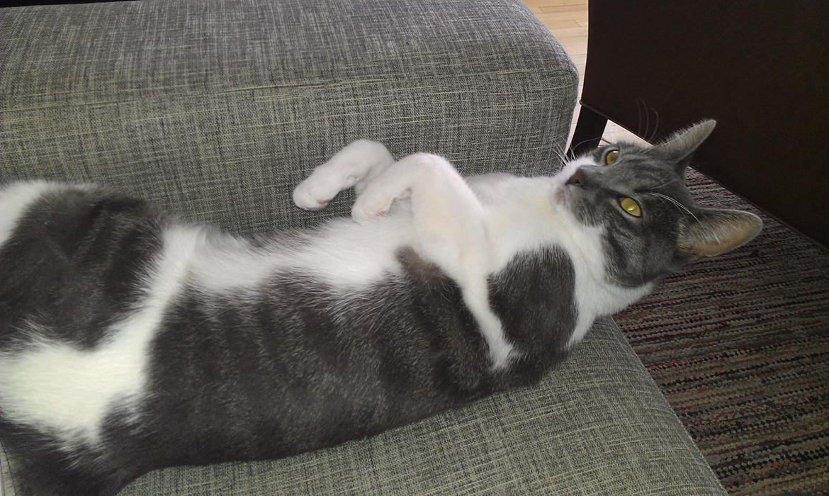 Huskat FISEN - :-)
 billede 5