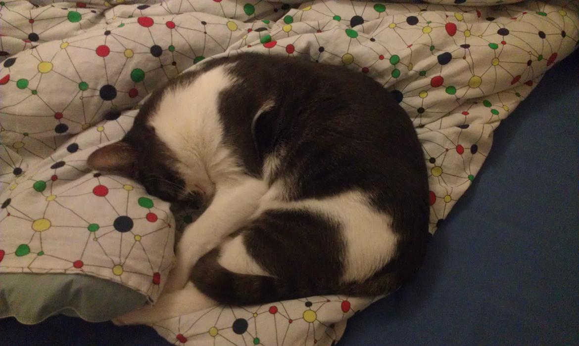 Huskat FISEN - En morgen hvor Fisen ikke ville stå op, han blev i den dejlige varme dyne og tog et par timer mere. billede 6