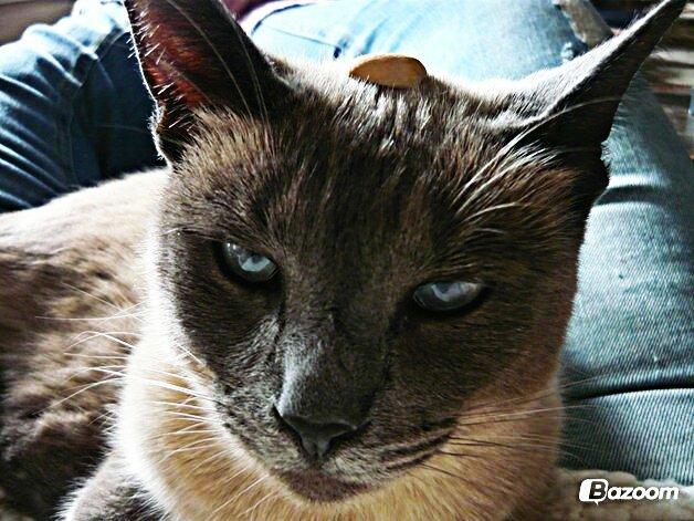 Blanding af racer Blue Delle R.I.P billede 9