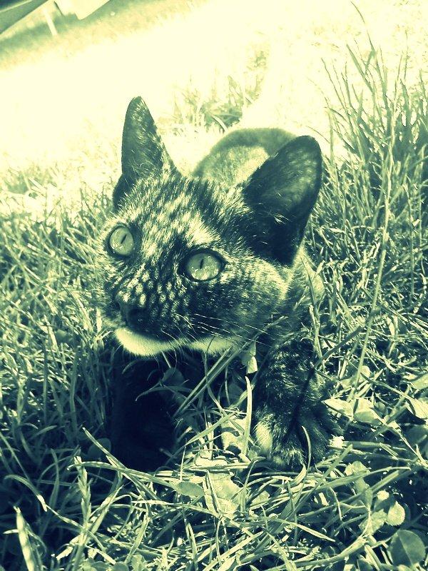 Huskat Bøllemizz billede 14