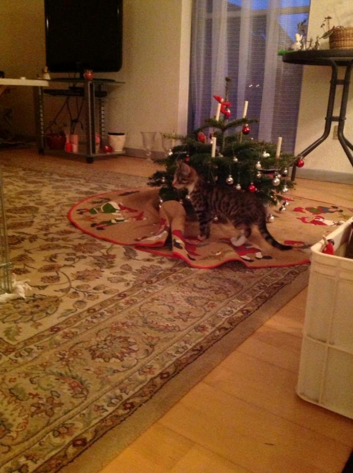 Huskat Mis billede 2