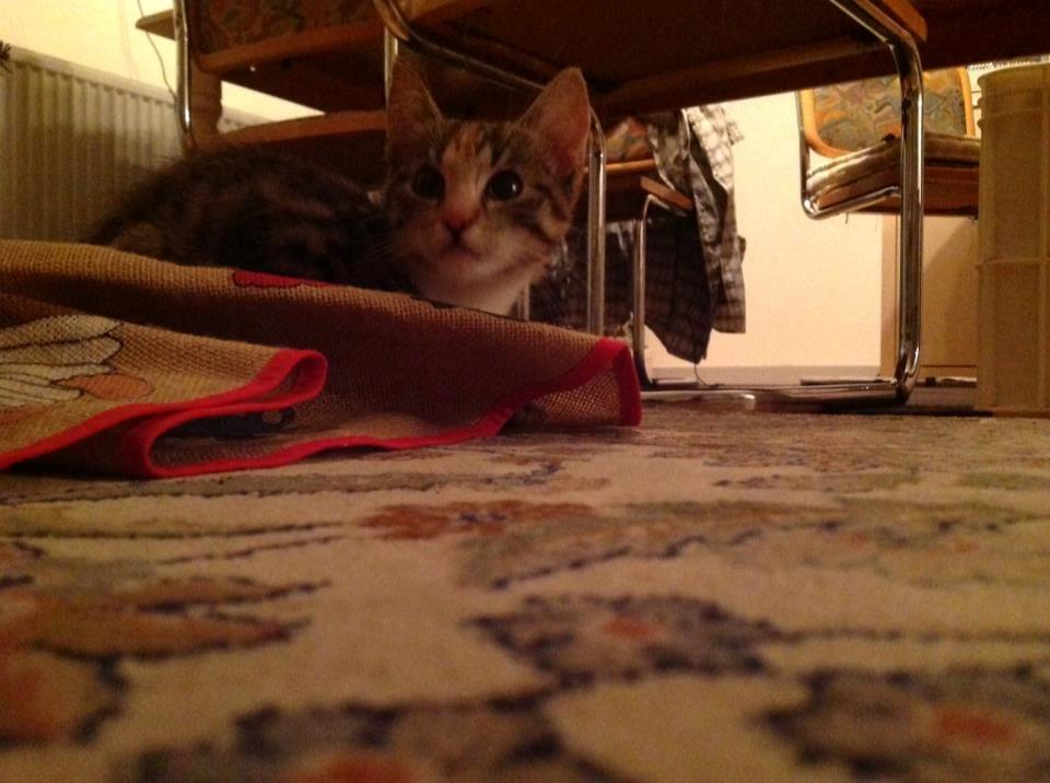 Huskat Mis billede 3